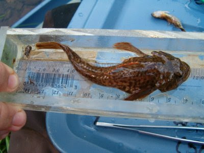 Ver las imágenes de origen